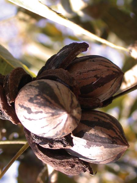 Figure 33. These pecans are ready for harvest.